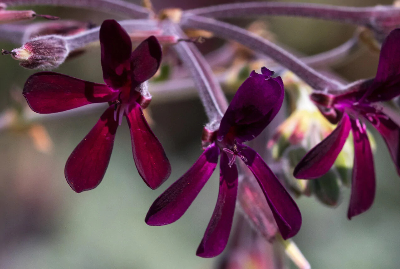 African Geranium close up